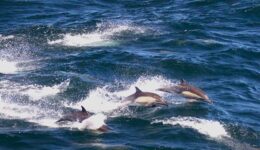dolphin pod