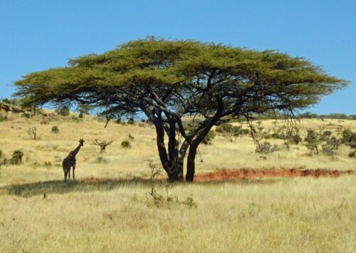 Serengeti Savannah / Photographer: David Clode