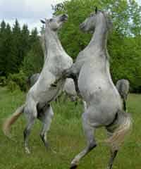 Horses at play in Hortobagy, Hungary. photo Max Hartshorne