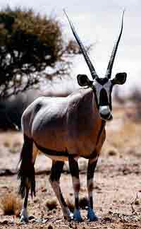 Oryx near Skeleton Coast