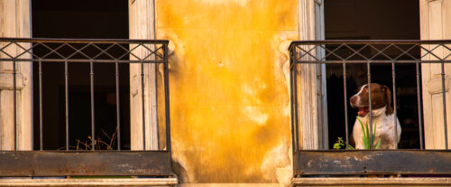 Waiting for his Owner to Come Home in perpignon, France.