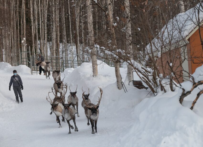 Reindeer and caribou are the same species. Caribou are larger and run wild, while the smaller reindeer have been domesticated for over 2000 years.