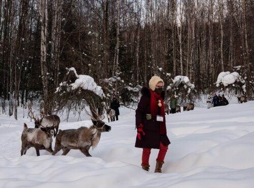 At The Running Reindeer Ranch a few miles from Fairbanks, visitors can take a walk through the birch forest with these docile creatures.