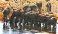 Zebra at water hole