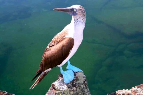 Blue Footed Booby off Danazante Island