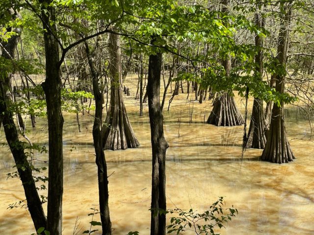 LaFleurs Bluff State Park, Jackson. LaFleurs Bluff State Park, Jackson.