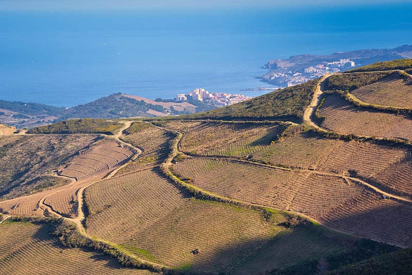 View of the Steep Vineyards in Collioure Overlooking the Mediterranean. Ava Kabouchy photos.