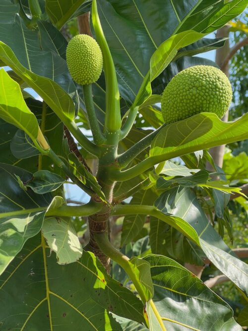 Breadfruit Growing Large And Strong At Grimal Grove