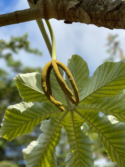 6. The Fruit From A Cecropia Tree From Hailing From Central And South America Looks Ugly But Tastes Like Honey ©Jeanine Consoli