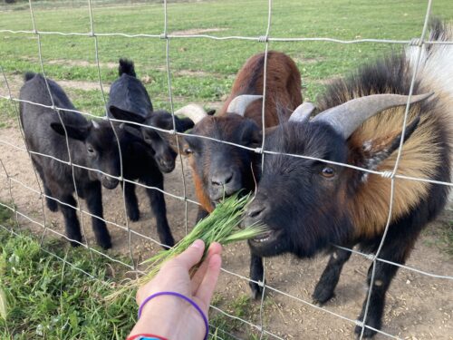 Feeding the friendly goats on the farm at Herdade do Touril.