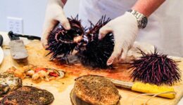 Opening an urchin. ©Mary Charlebois
