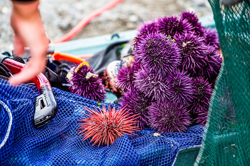 Purple urchin harvest from the Mendocino Coast.