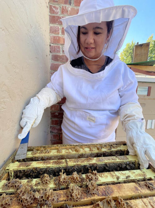 beekeeping san jose