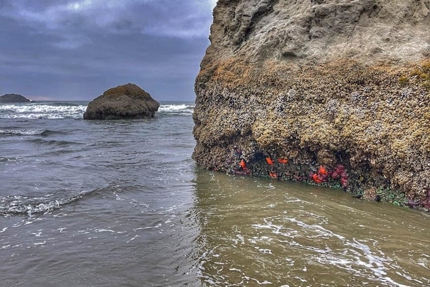 Sea urchins cling to the rock at Bandon Beach, Oregon. Photo by Rene Cizio.