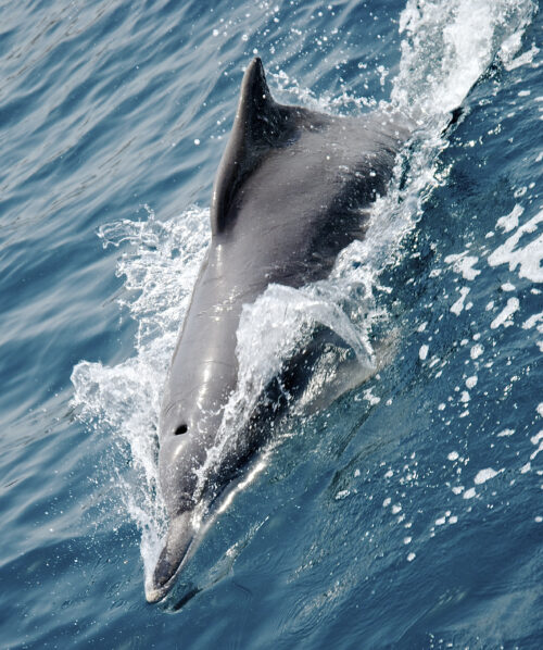Rare Humpback Dolphin, Musandam, Oman