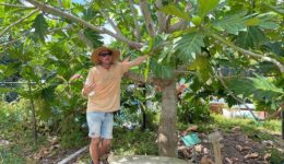 Patrick_Garvey_Breadfruit_Tree