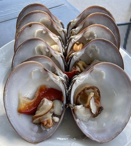 Chocolate clams are a speciality of the Baja Peninsula, prepared raw with a squeeze of lemon 