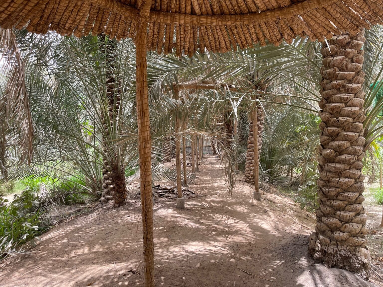 Al-Ahsa date farm oasis