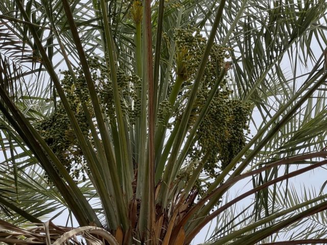 Dates growing in a date palm tree. Dates growing in a date palm tree.