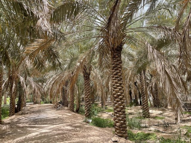 Al-Ahsa Oasis Al-Ahsa Oasis