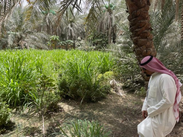 Al-Ahsa Oasis Eastern Province Al-Ahsa Oasis Eastern Province