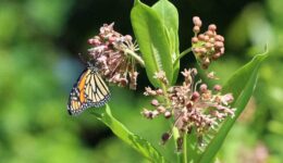 Monarch-on-milkweed