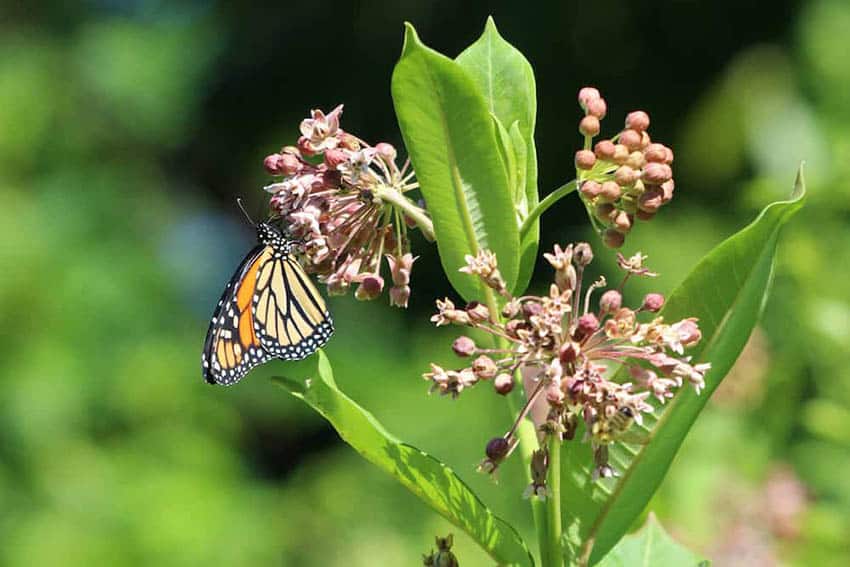 Butterfly Lovers Flock to East Coast Gardens