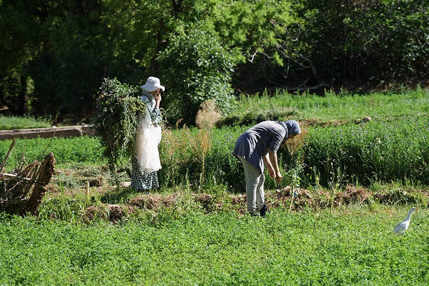 Women and Children harvesting crops