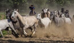 herd-horses
