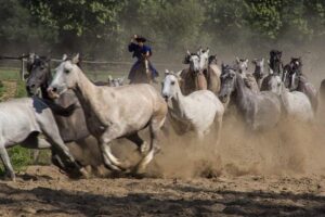 herd-horses