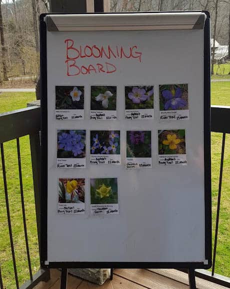 Oconaluftee Visitor Center posted photos of wildflowers with dates and locations.