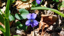 Woolly Blue Violet by the Kephart Prong Trail