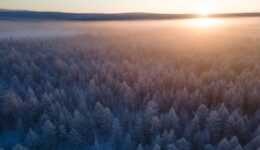Winter forest in Yakutia Photo Credit: Nina Sleptsova