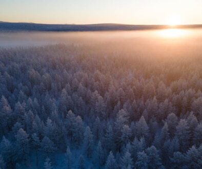 Winter forest in Yakutia Photo Credit: Nina Sleptsova