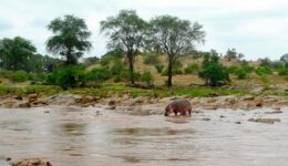 Hippo on the Gelana river in Tsavo Park