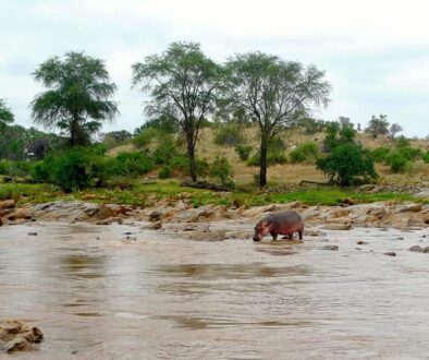 Hippo on the Gelana river in Tsavo Park