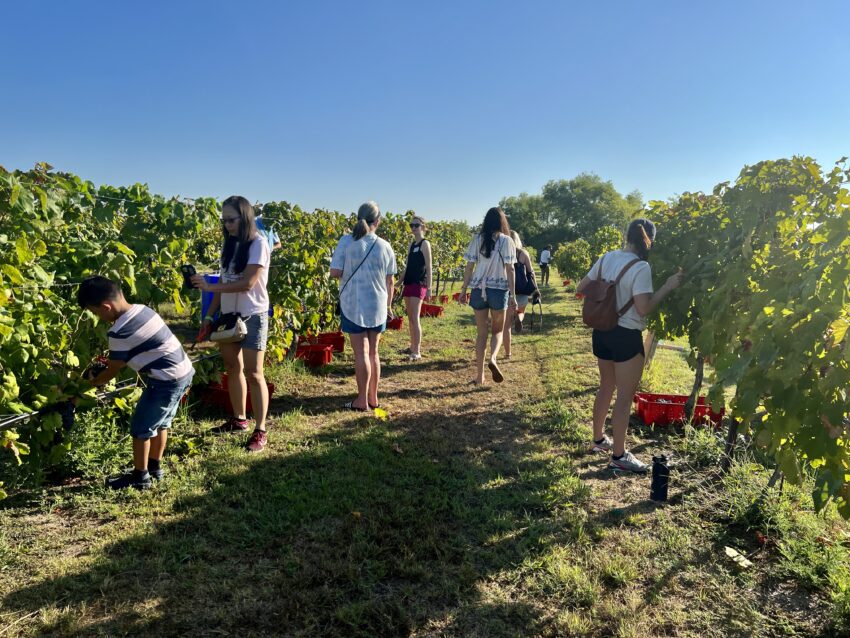 Picking ripe grapes to use in the 2022 port wine in Messina Hof Vineyards in Bryan Texas. Sharon Kurtz photos. 