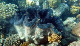 Giant Blue Clam 150 feet off the beach at Lizard Island