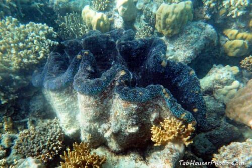 Giant Blue Clam 150 feet off the beach at Lizard Island