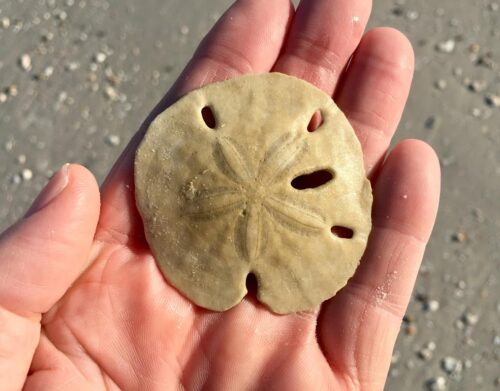 Collecting sand dollars on Shell Beach- photo by Noreen Kompanik