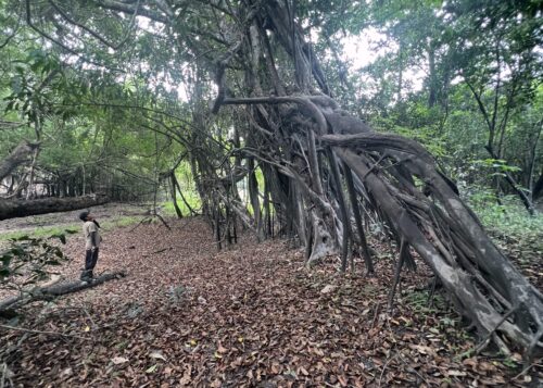 A walking "moves" across the jungle floor by setting down new aerial roots