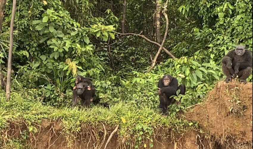 There are ten chimpanzees over the age of 12 on the adult side of the sanctuary, and one baby which made an appearance with his mother.