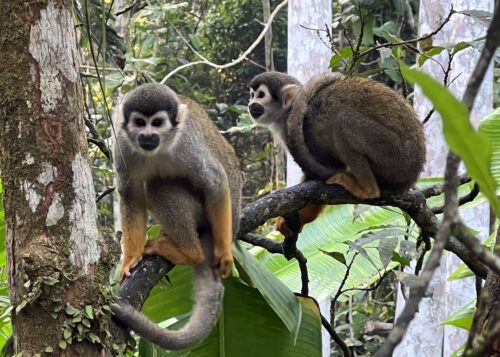 Spider monkeys come to Canaloa Amazonas every morning for bananas