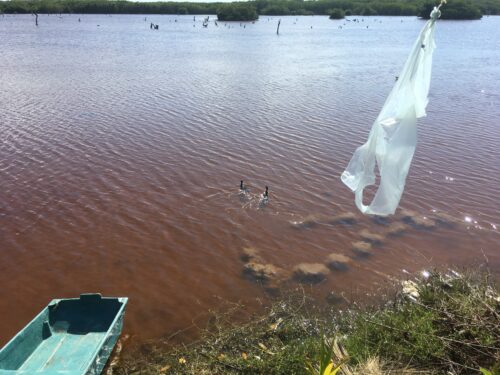 A pair of whistle ducks darting around the lagoon