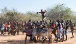 Bull jumping