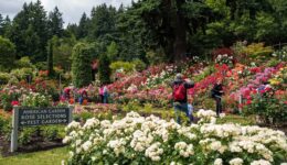 International Rose Garden is located right in Washington Park. The best time to see the roses in full bloom is June. Justin Katigbak/Travel Portland photo