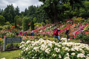 International Rose Garden is located right in Washington Park. The best time to see the roses in full bloom is June. Justin Katigbak/Travel Portland photo