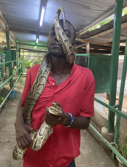 While the larger python nearly killed my guide a few weeks prior, the smaller one is not strong enough yet to suffocate him.