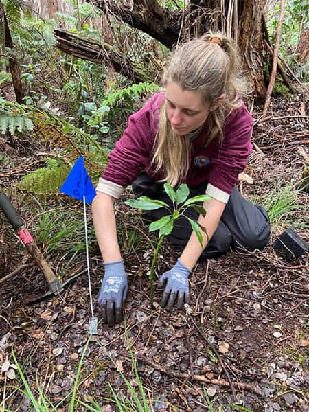 Kate in Hawai’i Volcanoes National Park out planting the rare Pele lobialid (Clermontia peleana) which was thought to be extinct by 1999, but was brought back from the brink using an old seed collection and a few rediscovered wild plants found in 2007.