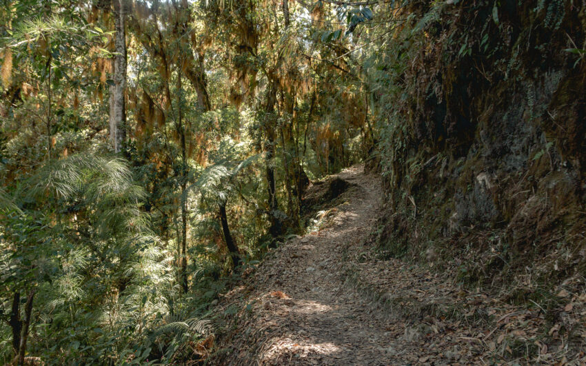  Woodland path in the forest on the way up.